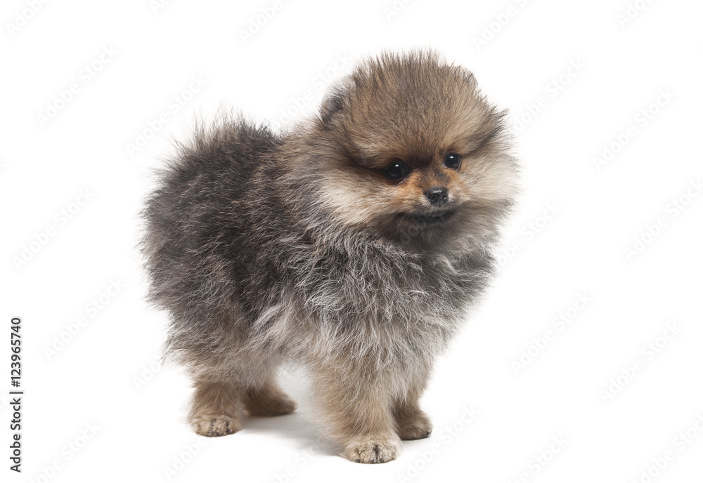 photo of standing shpitz dog isolated on white background photo of standing shpitz dog isolated on white background