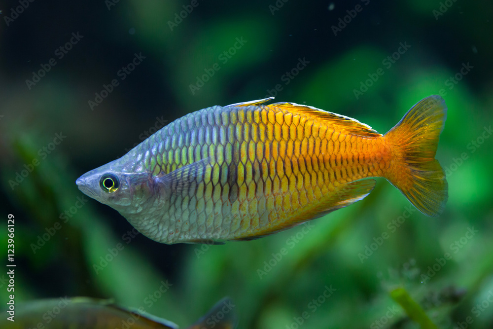 Fototapeta premium Boeseman's rainbowfish (Melanotaenia boesemani).
