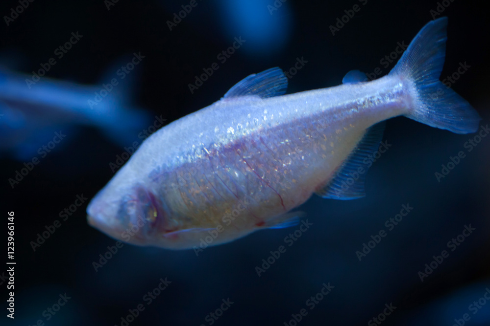 Naklejka premium Mexican tetra (Astyanax mexicanus).
