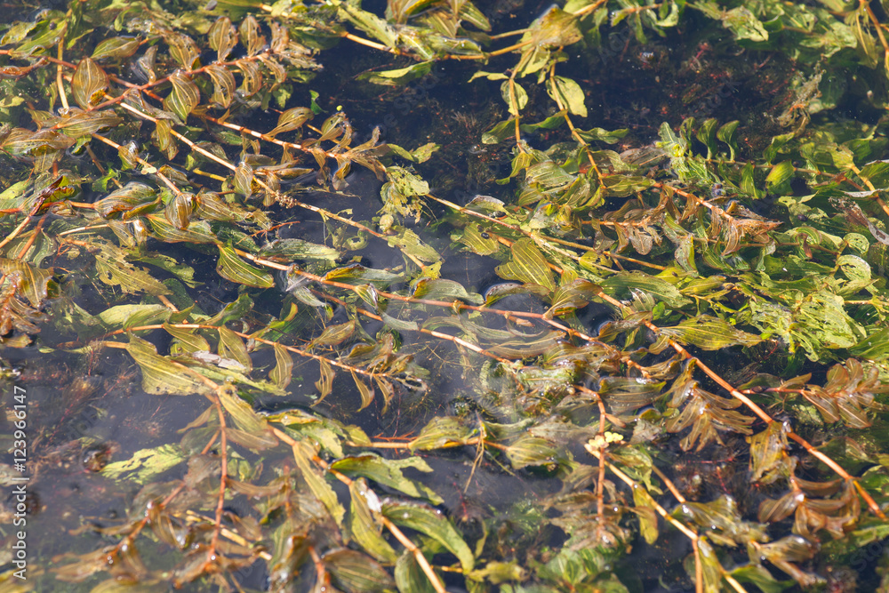 Fototapeta premium sea plants