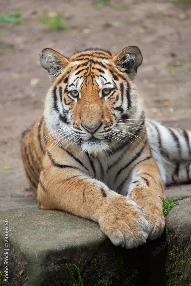 Fototapeta premium Siberian tiger (Panthera tigris altaica).