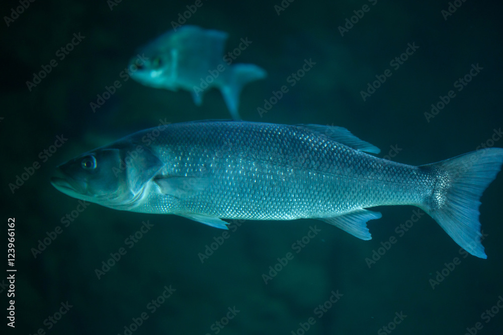 Thicklip grey mullet (Chelon labrosus). Thicklip grey mullet (Chelon labrosus).