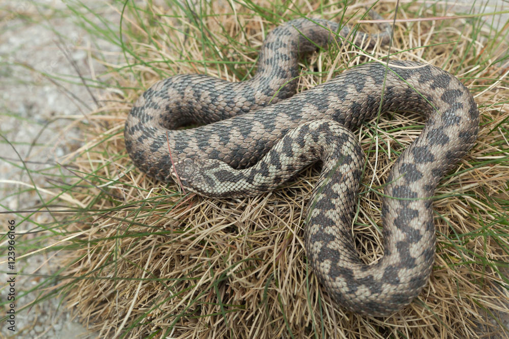 Naklejka premium European viper (Vipera berus).