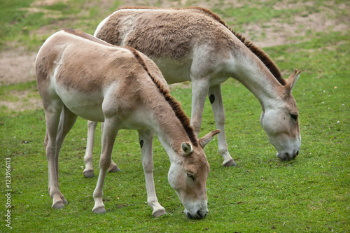 Turkmenian kulan (Equus hemionus kulan).