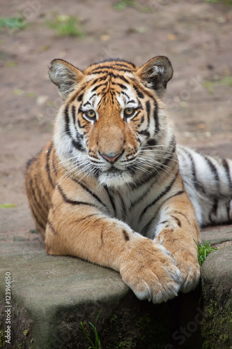 Fototapeta Naklejka Na Ścianę i Meble -  Siberian tiger (Panthera tigris altaica).