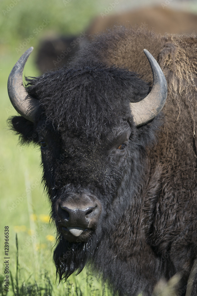 Bison portrait in Yellowstone National Park