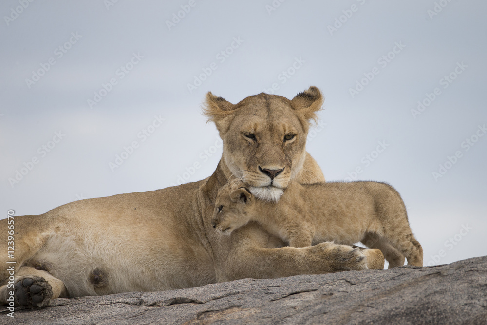 Fototapeta premium Lioness with cubs on Kojpe in Tansania Africa