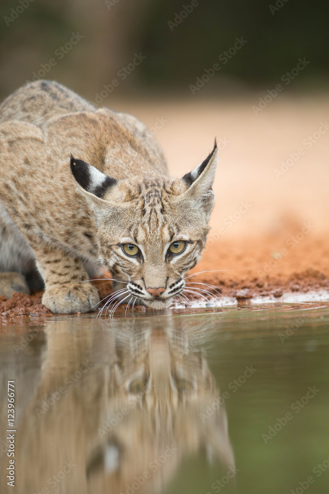Fototapeta premium Young Bobcat at Texas pond