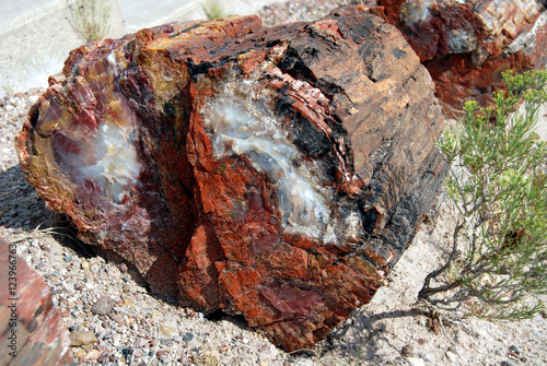 petrified log in Petrified Forest National Park