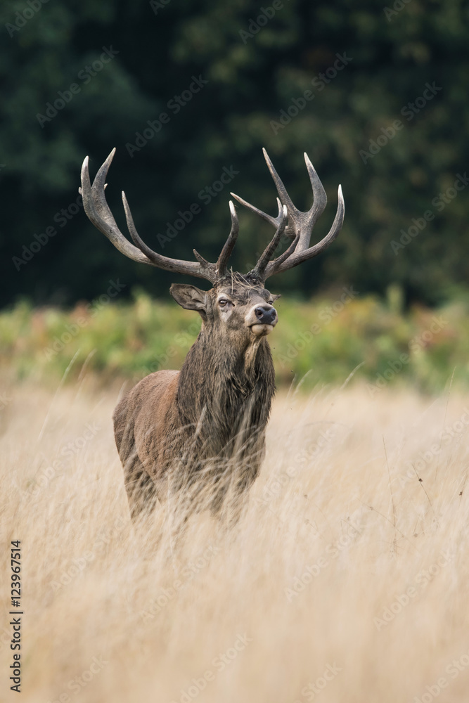 Red Deer, Deer, Cervus elaphus - Rut time. Red Deer, Deer, Cervus elaphus - Rut time.