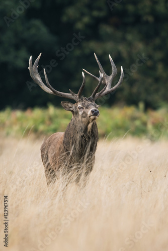 Red Deer, Deer, Cervus elaphus - Rut time. © Maciej Olszewski