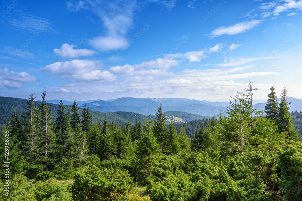 Carpathian Mountains, coniferous forest.