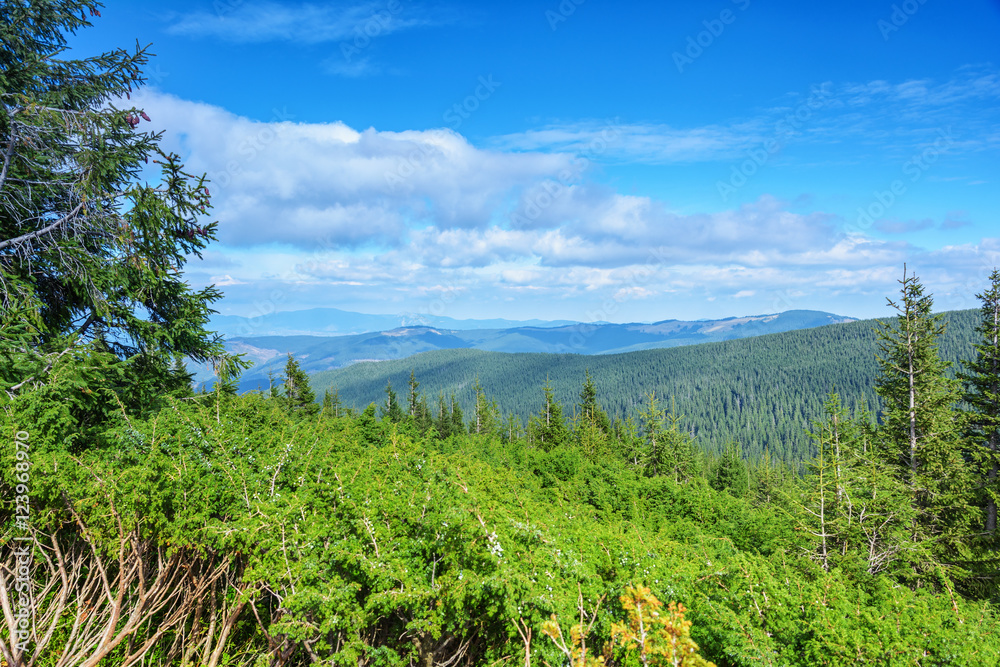 Carpathian Mountains, coniferous forest. Carpathian Mountains, coniferous forest.