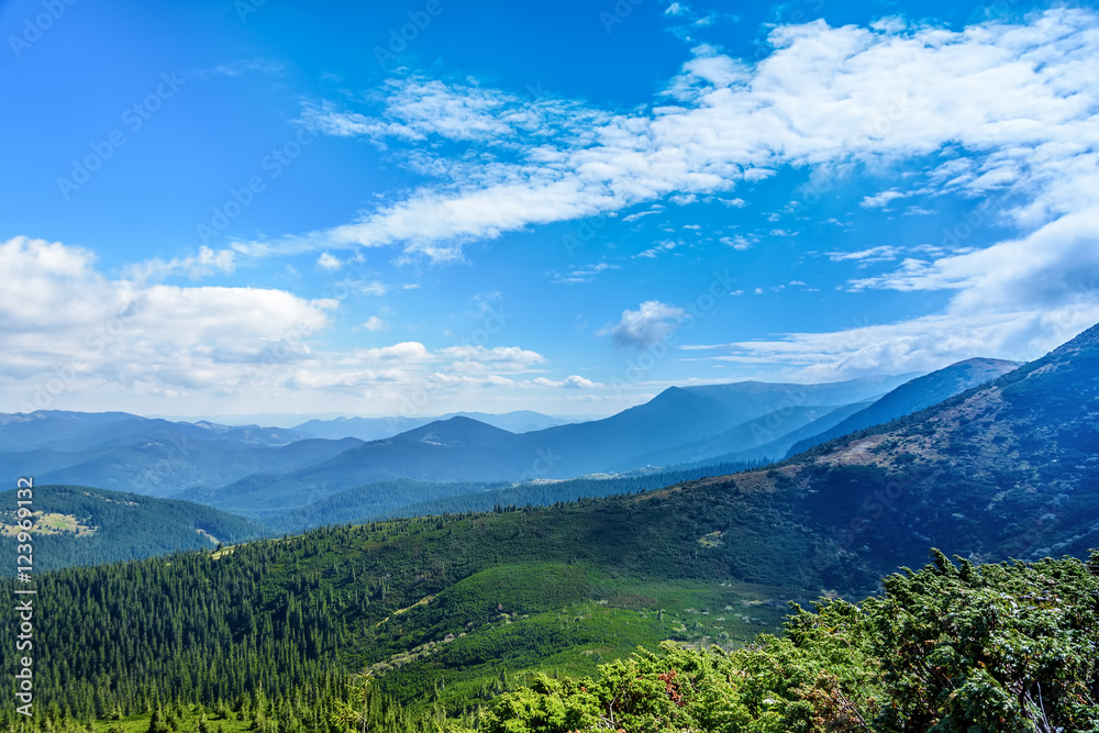Fototapeta premium Carpathian Mountains, coniferous forest.