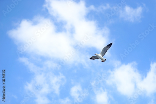 flying seagull bird © leisuretime70