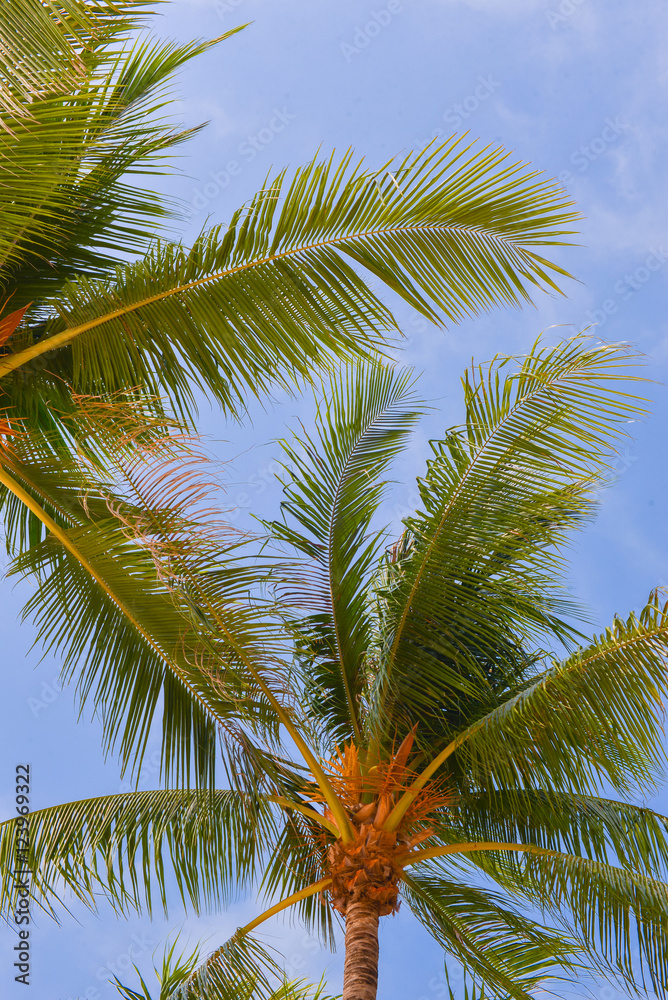 palm trees view from below palm trees view from below