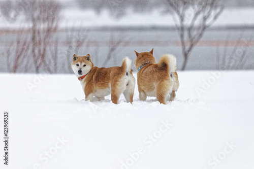 雪の上で遊ぶ柴犬 © mannpuku