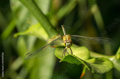 Macro photo of dragonfly on leaf, dragonfly is insect in arthrop