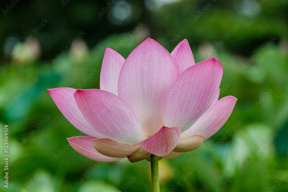 Lotus flower and Lotus flower plants