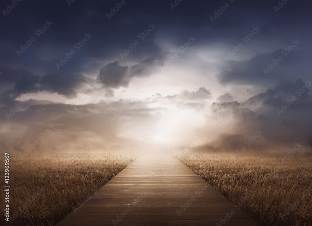 Fototapeta premium Meadow Field