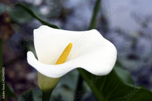 Fototapeta Naklejka Na Ścianę i Meble -  The purity of the white flower calla lily