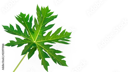Closeup papaya leaf on white background