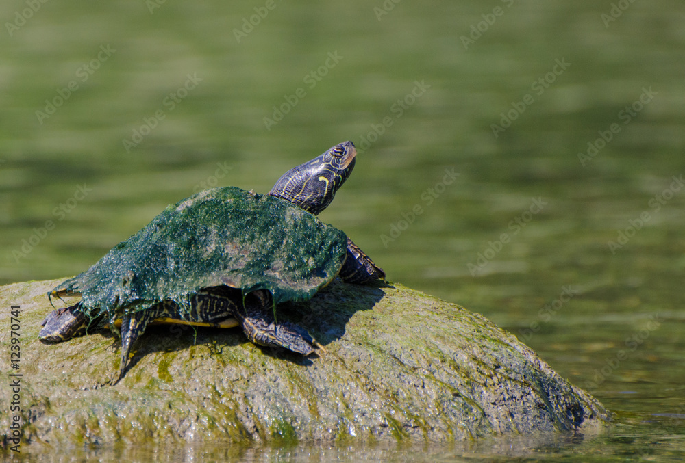 Obraz premium A turtle on a rock