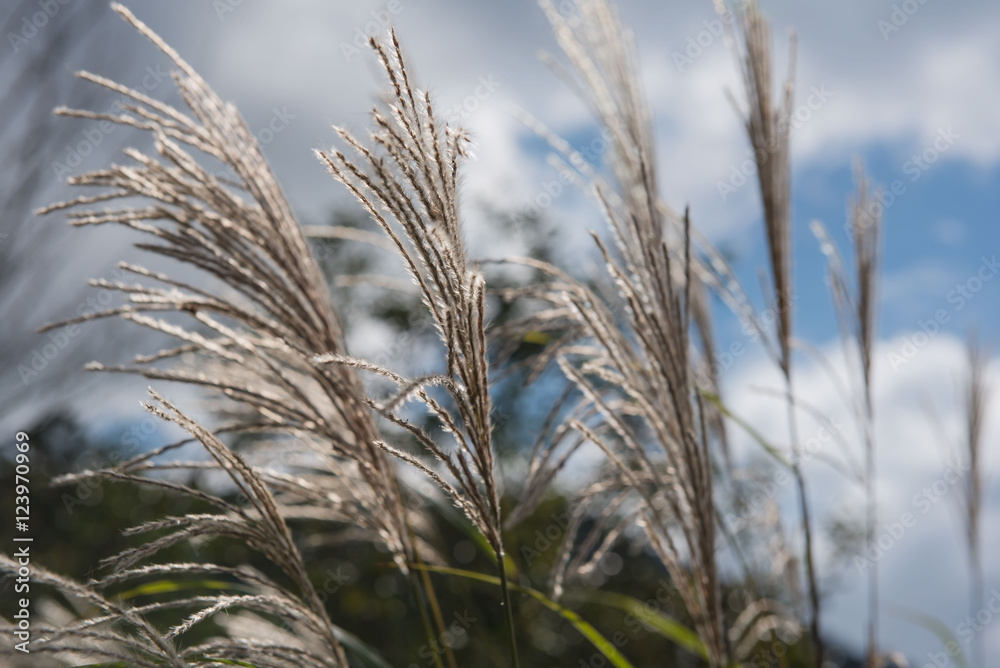 flowers grass in the morning in park for Background, Blurred flowers grass in the morning in park for Background, Blurred