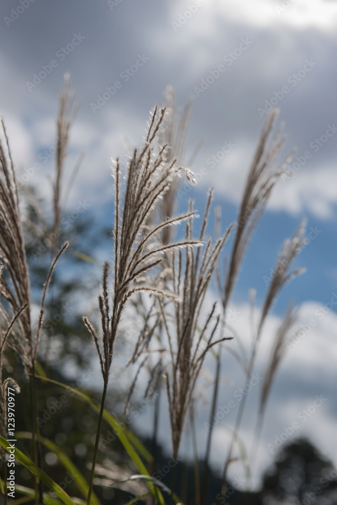 Obraz premium flowers grass in the morning in park for Background, Blurred