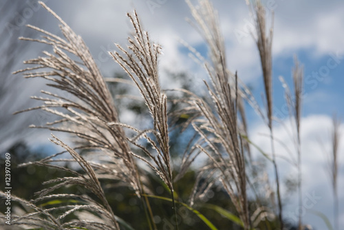 flowers grass in the morning in park for Background  Blurred