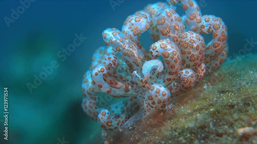 Aeolid Nudibranch. Solar-powered Phyllodesmium, Facelinidae - Phyllodesmium longicirrum. 4k footage photo