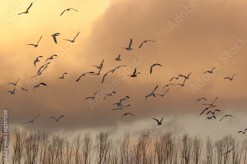 A flock of birds about a tree line at sunset