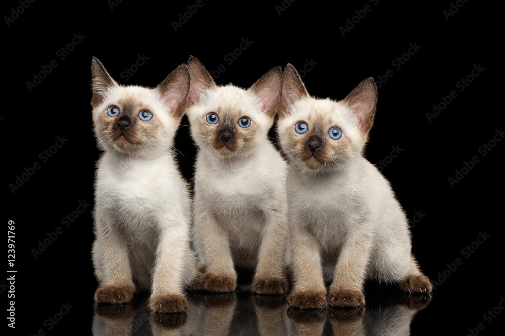 Portrait of Three Beautiful Mekong Bobtail Kittens with Blue eyes Sitting front view, Looking Curious, Isolated Black Background, Color-point Thai Fur