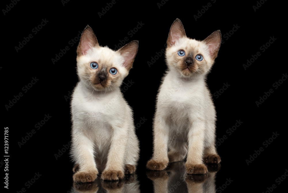 Portrait of Two Beautiful Mekong Bobtail Kittens with Blue eyes Sitting front view, Isolated Black Background, Color-point Thai Fur