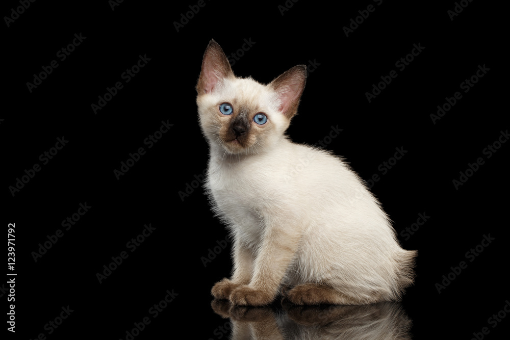 Portrait of Beautiful Mekong Bobtail Kitty with Blue eyes Sitting side view, Isolated Black Background, Color-point Thai Fur