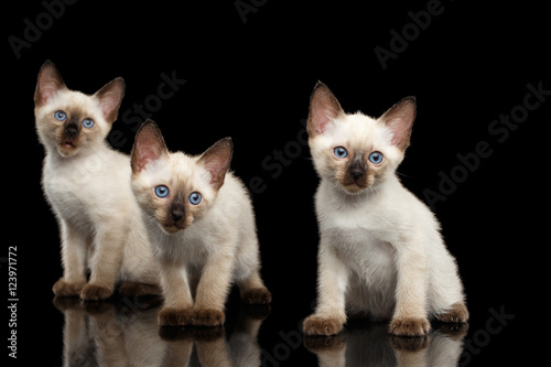 Portrait of Three Beautiful Mekong Bobtail Kittens with Blue eyes Sitting front view, Looking Curious, Isolated Black Background, Color-point Thai Fur