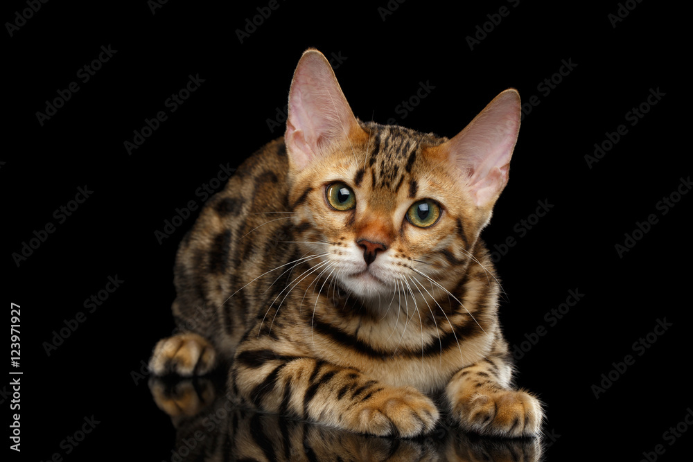 Adorable Bengal kitten Lying on isolated Black Background with reflection, front view