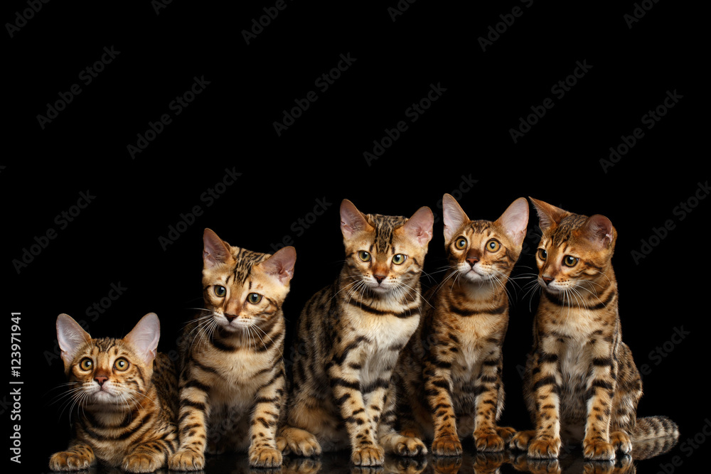 Group of Five Adorable Bengal kittens Sitting on isolated Black Background with reflection