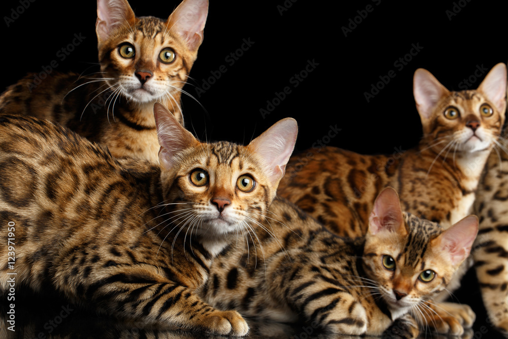 Group of Five Adorable Bengal kittens isolated on Black Background