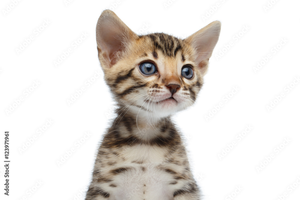 Portrait of Newborn kitty of bengal breed isolated on white background Portrait of Newborn kitty of bengal breed isolated on white background