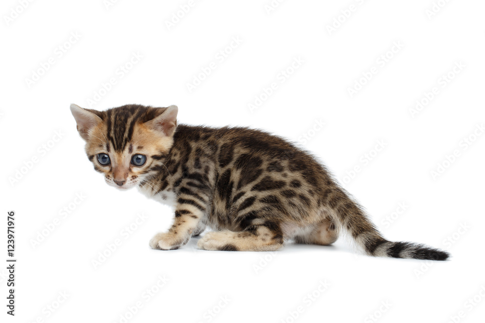 Cute Newborn kitty of bengal breed isolated on white background