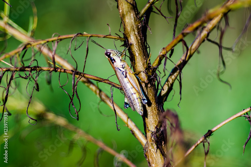 Spurthroat Grasshopper (Melanoplus) on a dogfennel stem.  photo