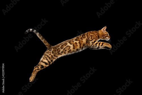 Adorable Bengal Cat Jumping on isolated Black Background