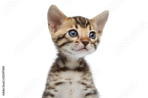 Fototapeta Naklejka Na Ścianę i Meble -  Portrait of Newborn kitty of bengal breed isolated on white background