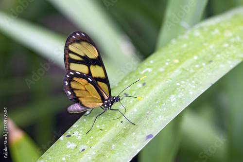 Yellow butterfly Dircenna dero on green leaf photo