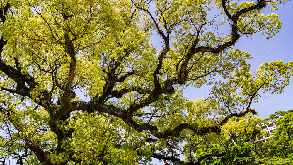 big branches of tree over head