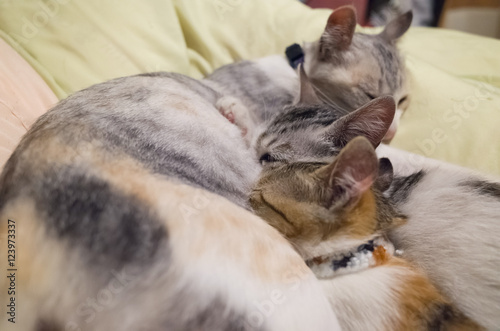 mother cat breastfeeding