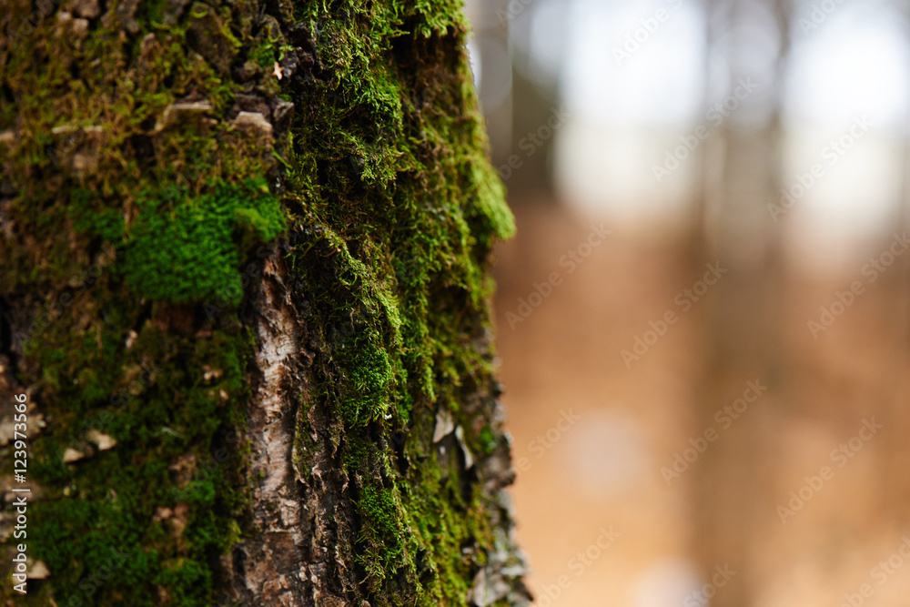 Obraz premium Tree trunk covered with moss closeup