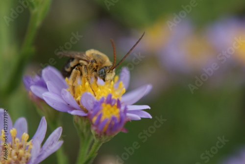 Bee © crystalseye