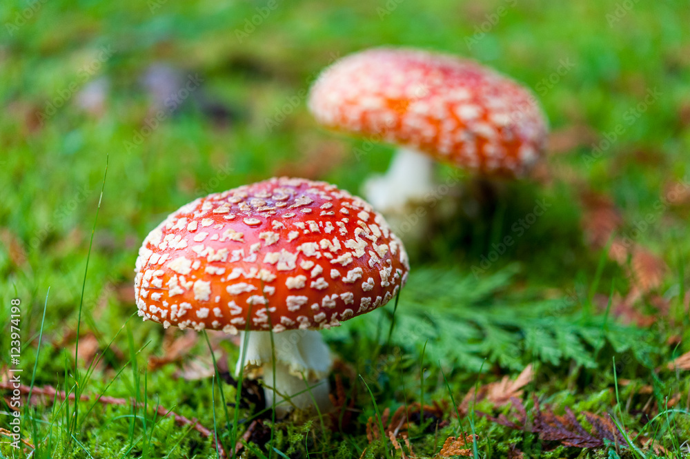 Close up detail of red and white spotted fly agaric mushroom toadstool fungus growing on grass in autumn after rain and damp Close up detail of red and white spotted fly agaric mushroom toadstool fungus growing on grass in autumn after rain and damp